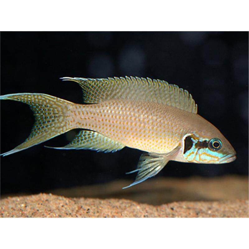 Lamprologus brichardi - imagine 5